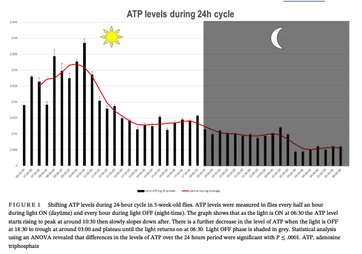 atp niveaus 24 uur cyclus magnesium