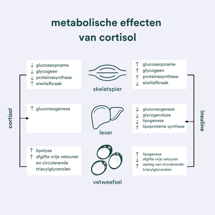 metabolische effecten cortisol insentials