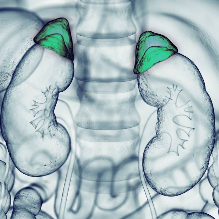 medische-aandoeningen-bijnieren